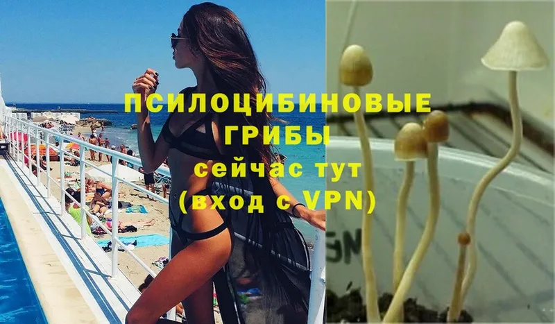 Галлюциногенные грибы Psilocybine cubensis  hydra рабочий сайт  Лесной 